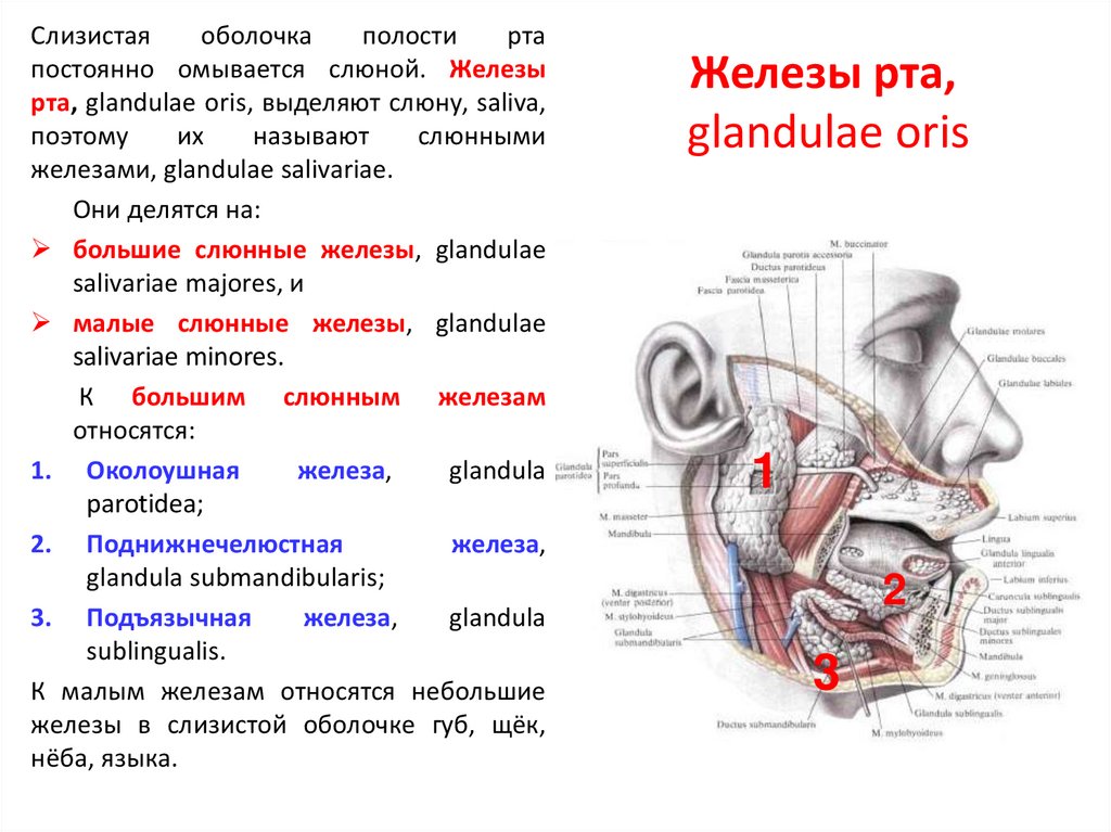 Выполняемые функции слюнной железы. Железы ротовой полости таблица. Небные железы (glandulae Palatinae).