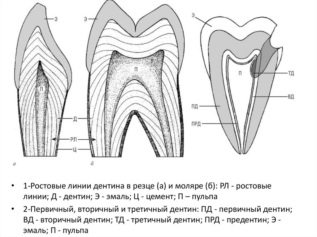 Строение цемента зуба. Поддерживающий аппарат зуба. Фиксирующий аппарат зуба. Поддерживающий аппарат зуба анатомия.