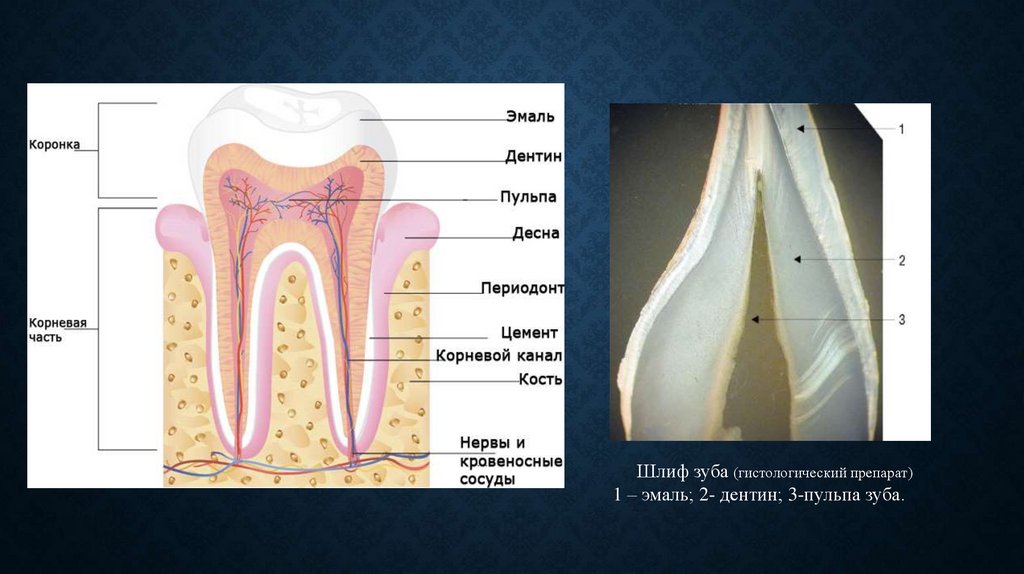 В чем особенность строения дентина какую. Строение зуба эмаль дентин пульпа. Коронка зуба эмаль дентин. Эмаль пульпа зуба гистология. Функции эмали дентина и пульпы.