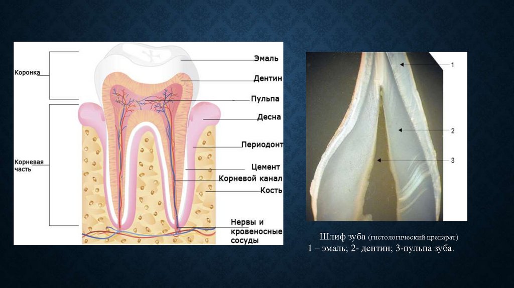 Интактный зуб это. Эмаль пульпа зуба гистология. Строение зуба эмаль дентин пульпа. Дентин зуба гистология препарат. Строение зуба эмаль дентин цемент.
