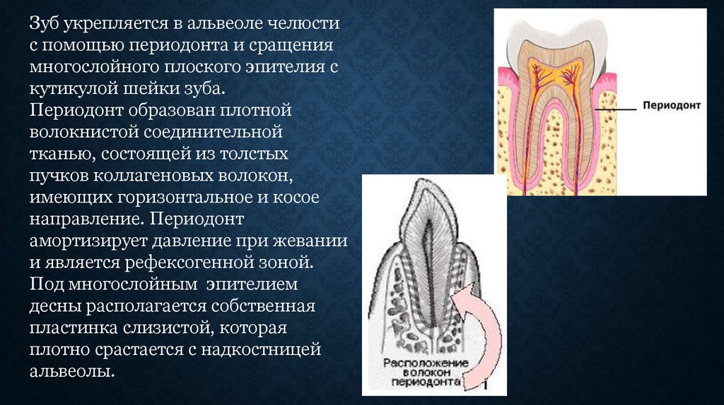 Строение периодонта. Ткани периодонта. Строение периодонта зуба.