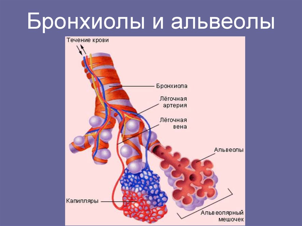 Альвеолярные легкие характерны для. Дыхательная система бронхиолы и альвеолы. Терминальные и дыхательные бронхиолы. Трахея бронхи бронхиолы. Дыхательная система альвеола газообмен.