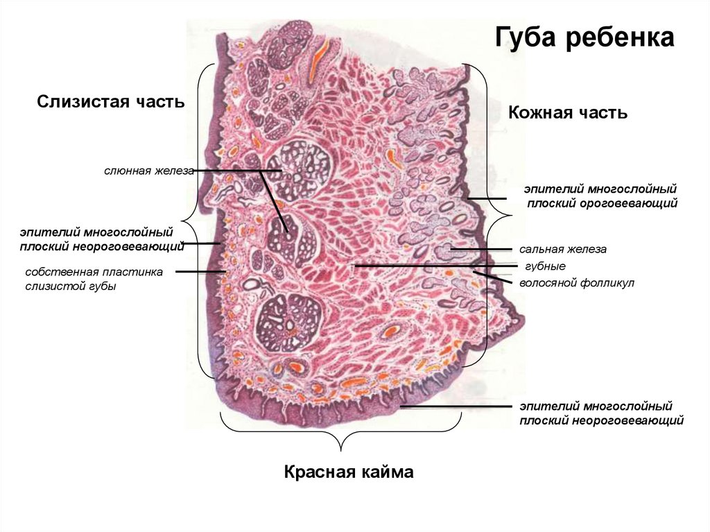 Части губ. Слизистая часть губы гистология. Сагиттальный срез губы гистология. Губа Сагиттальный разрез гистология. Кожный отдел губы гистология препарат.