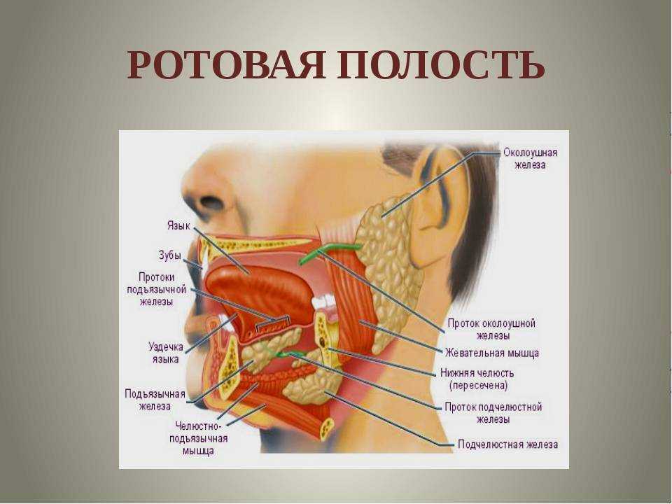 Ротовый. Слюнные железы анатомия. Строение полости рта и слюнные железы. Слюнные железы строение расположение. Сосрчек протока околоушной ж.