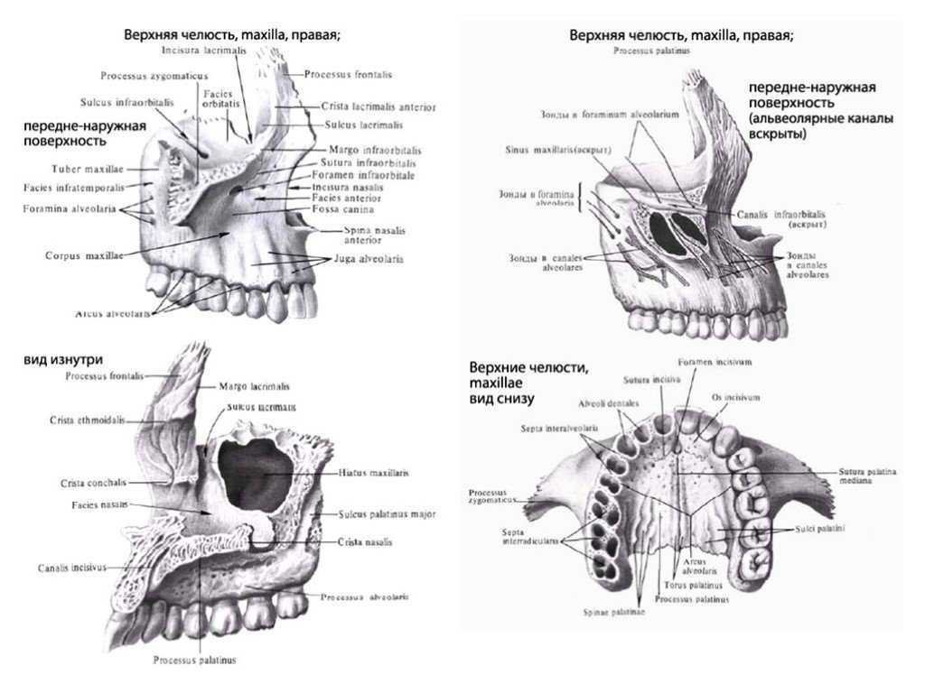 Клыковую ямку. Верхняя челюсть анатомия строение. Верхнечелюстная кость вид снизу. Атлас Синельникова верхняя челюсть. Строение верхнечелюстной кости.