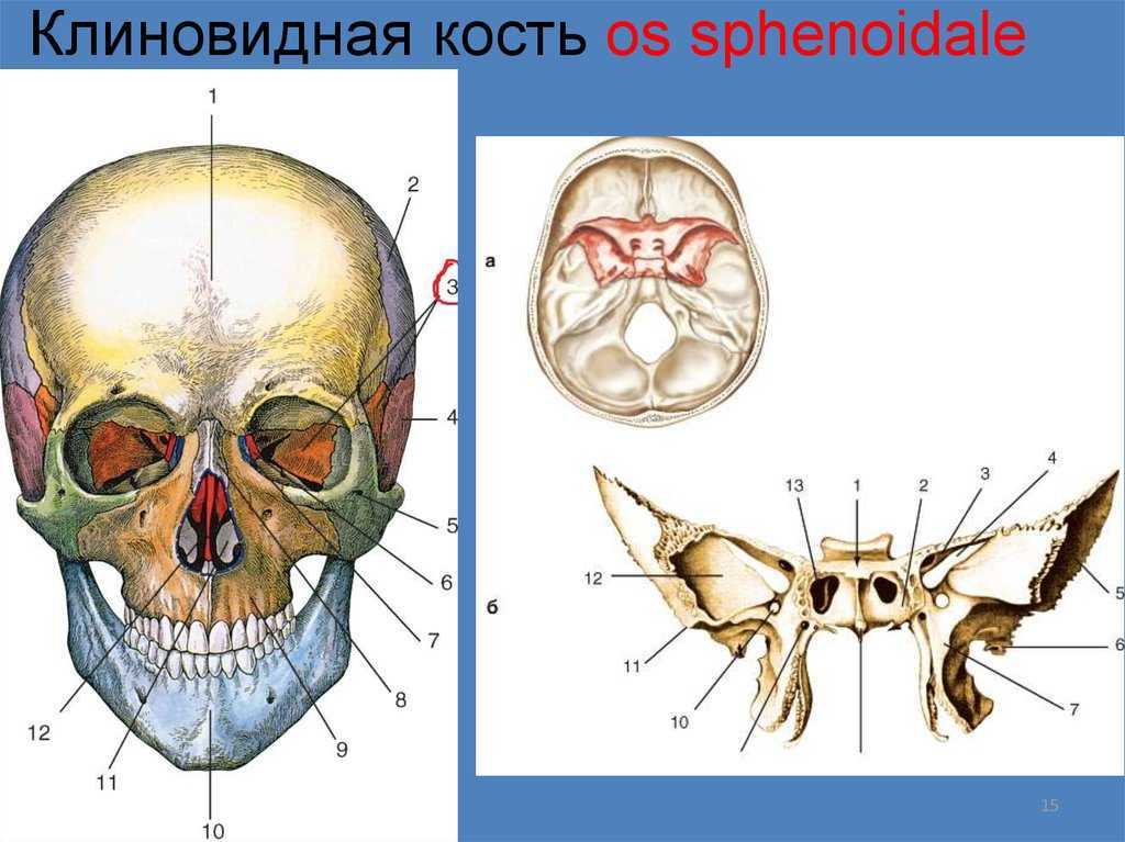 Крыловидная кость. Клиновидная кость крыловидный отросток. Клиновидная кость черепа черепа. Клиновидная кость черепа анатомия человека. Клиновидная кость черепа анатомия строение.