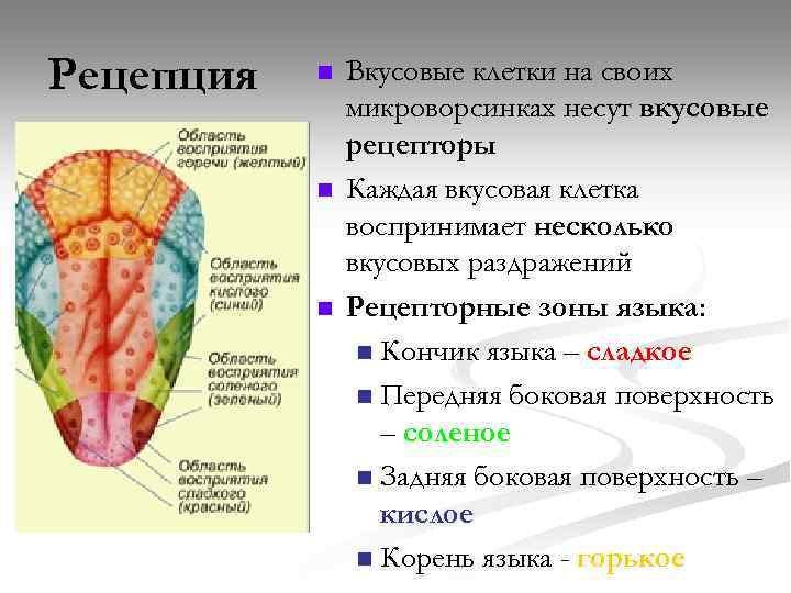 Кончик языка лучше различает