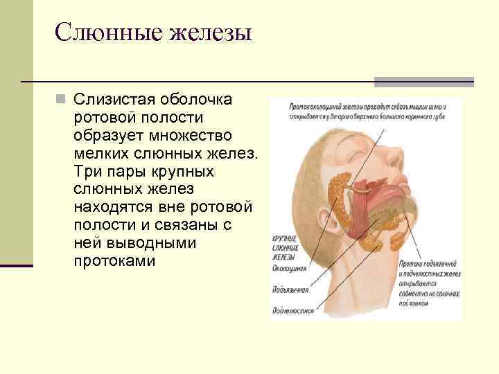 Железы выделяющие слюну. Строение ротовой полости слюнные железы. Структура слюнных желез анатомия. Слюнные железы строение расположение функции. Строение лица человека анатомия слюнных желез.
