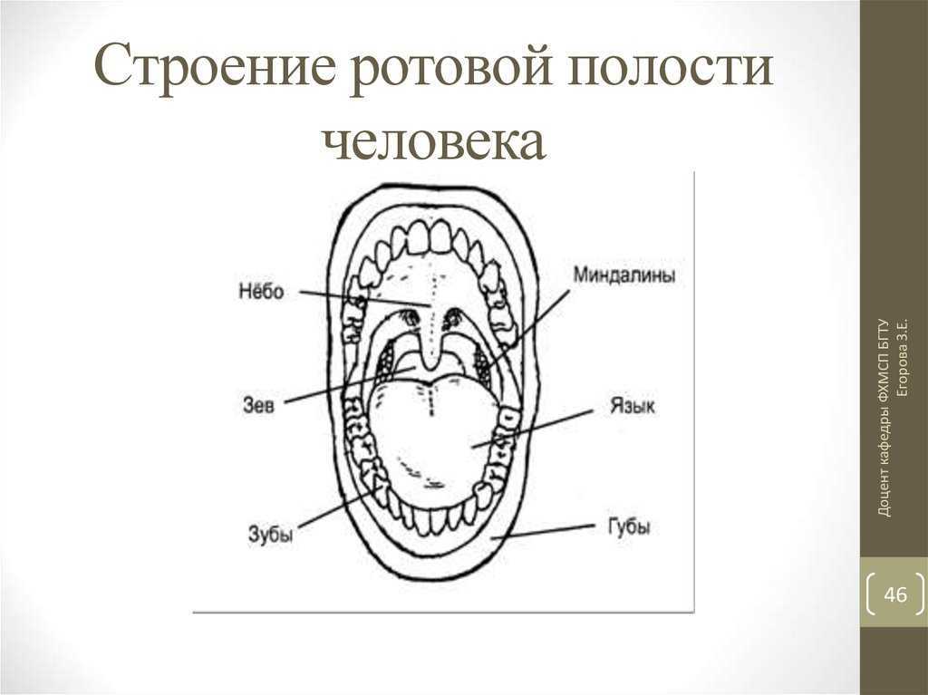 Полость рта язык зубы. Строение ротовой полости схема. Строение ротовой полости человека анатомия. Полость рта схема анатомия. Антомия схема строение полость рата.