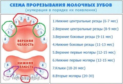 Режутся коренные зубы температура