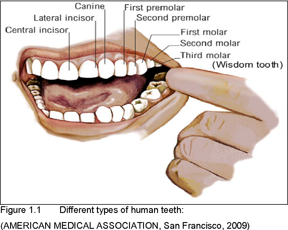 Что делают клыки зубы. Клык анатомия зуба нижней челюсти. Строение зубов резцы клыки. Строение зубов человека нижней челюсти и верхней челюсти. Строение зуба резца нижней челюсти.