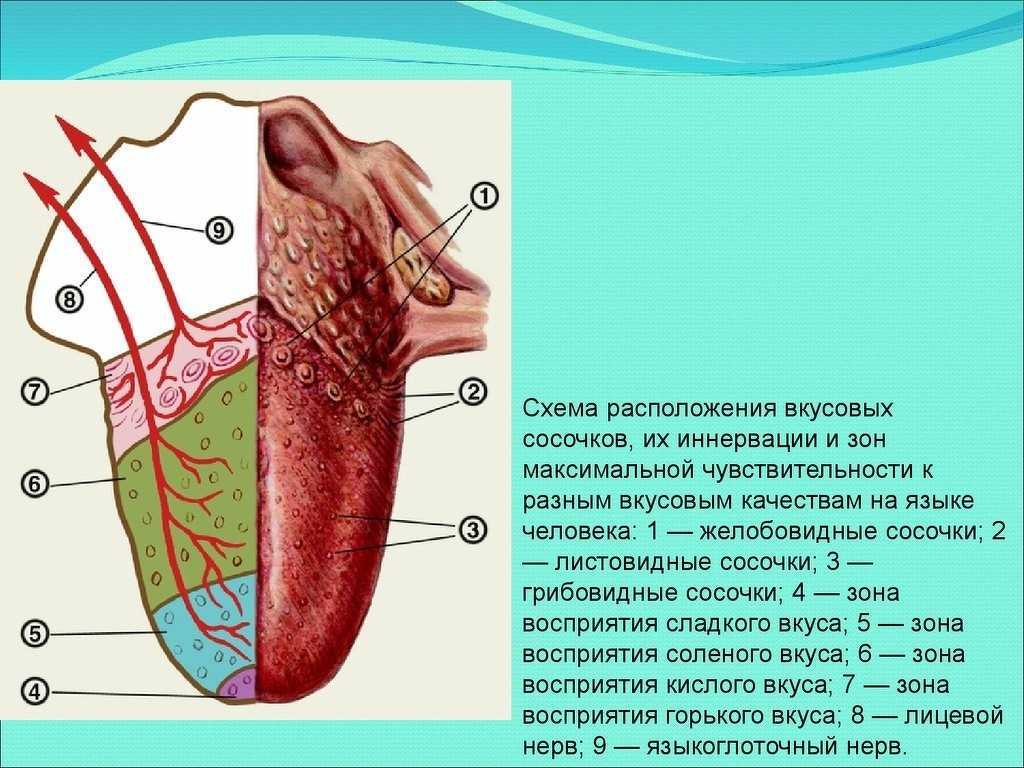 На рисунке показаны три вкусовых сосочков ответьте на вопросы