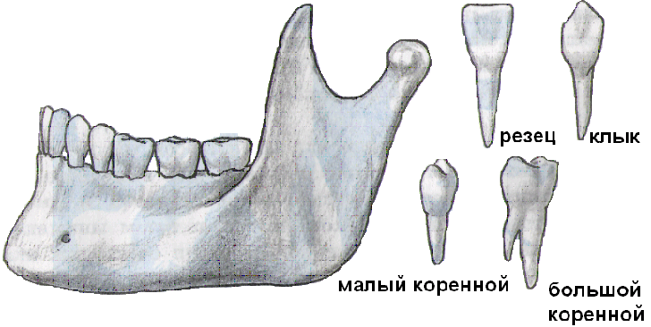 Коренной зуб в челюсти. Клык нижней челюсти анатомия. Коренной зуб резец. Клык верхней челюсти анатомия. Коренной клык нижней челюсти.