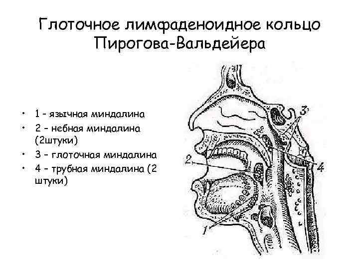 Где находятся гланды у человека показать на рисунке