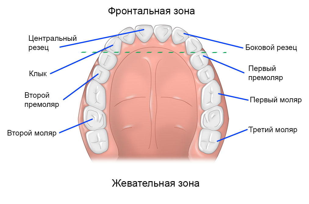Коренные зубы. Резцы моляры премоляры. Зубы резцы клыки моляры. Резцы клыки премоляры.