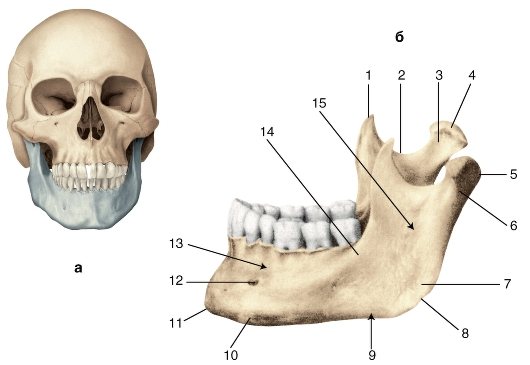 Какие кости в челюсти. Нижняя челюсть анатомия кости. Анатомия нижней челюсти человека кости. Нижняя челюсть кость анатомия. Топография нижней челюсти человека.