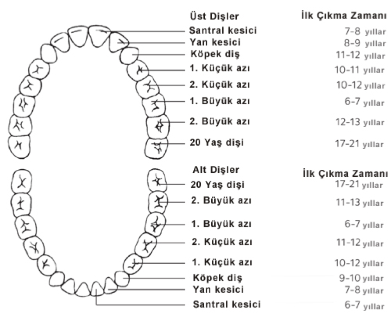 Передние и задние зубы какие. Карта зубов. Схема зубов. Зубная формула. Схема зубов у ребенка для заполнения.