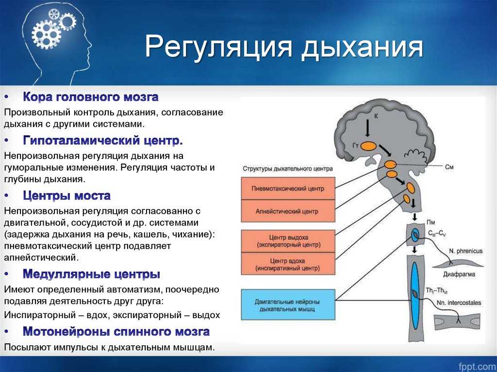 Согласно схемы информационных связей ксарм вчд руководитель вчд может