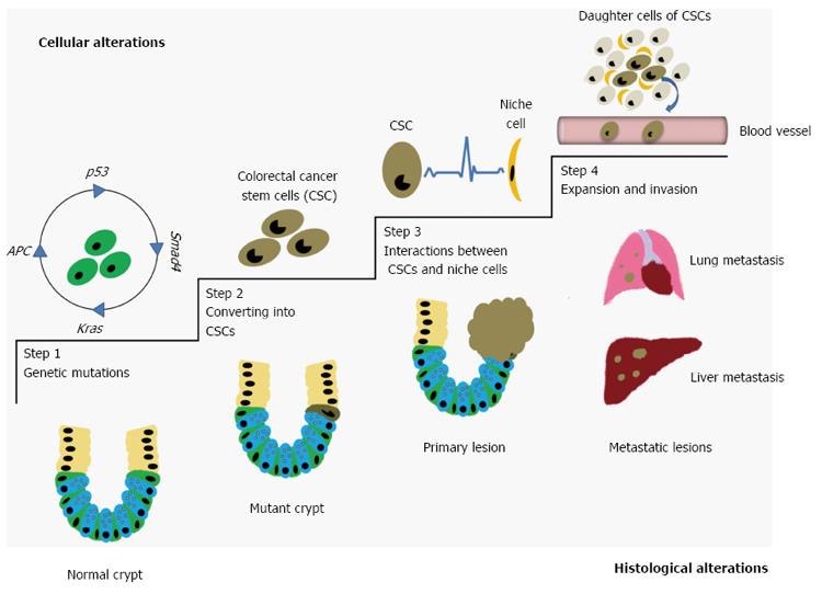 Стволовые клетки зуба. Зубы из стволовых клеток. Lung Cancer structure. Lung Cancer Stem Cells.