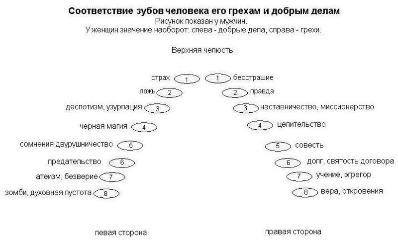 Какой зуб к какому органу относится карта