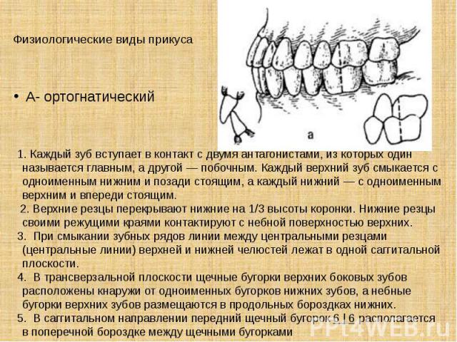 Окклюзия характеризуется. Ортогнатический прикус резцы. Ортогнатический прикус сбоку. Признаки ортогнатического прикуса. Характеристика прикуса.