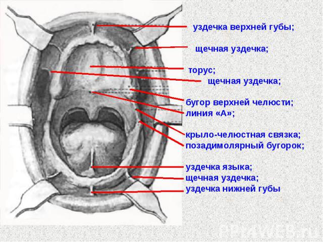 Короткая Уздечка Губы Фото