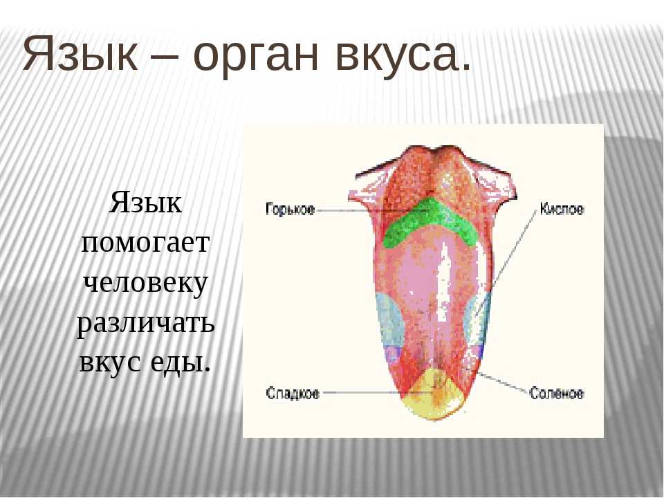 Карта языка человека