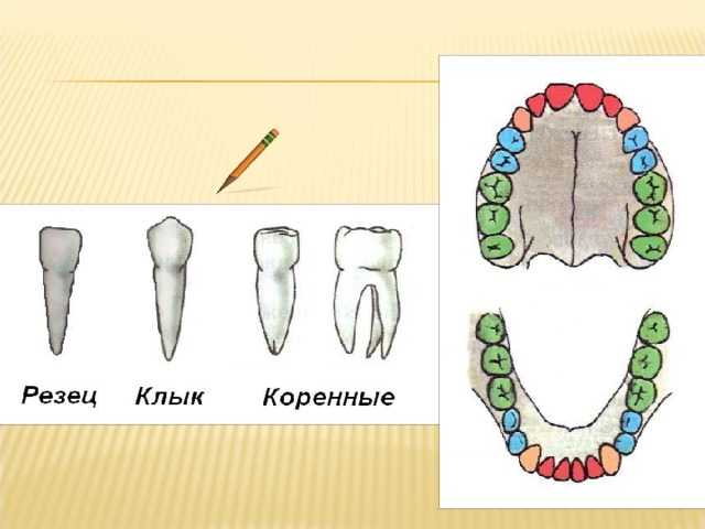 Зубы человека выполняют функцию. Строение челюсти резцы клыки. Строение зубов биология 8 класс клык. Схема зубов резцы. Типы зубов человека биология 8 класс.