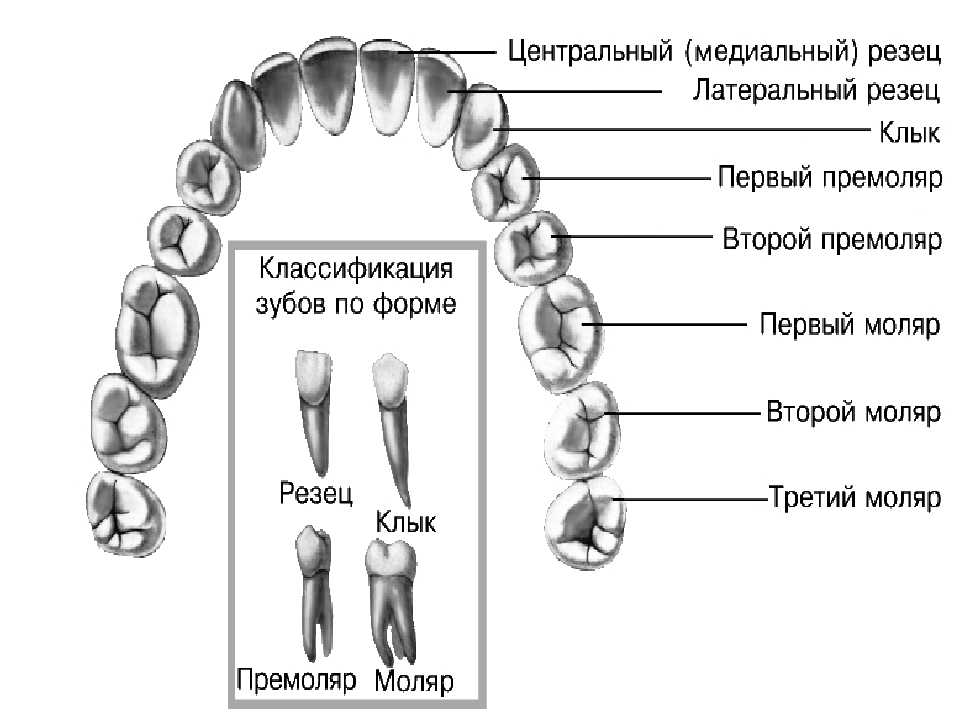 Названия зубов человека. Название зубов. Расположение и название зубов. Название зубов у человека. Название зубов у человека схема.