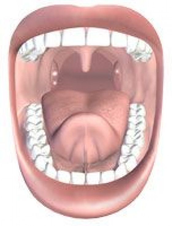 Модель полости рта. Ротовая полость из нутри.