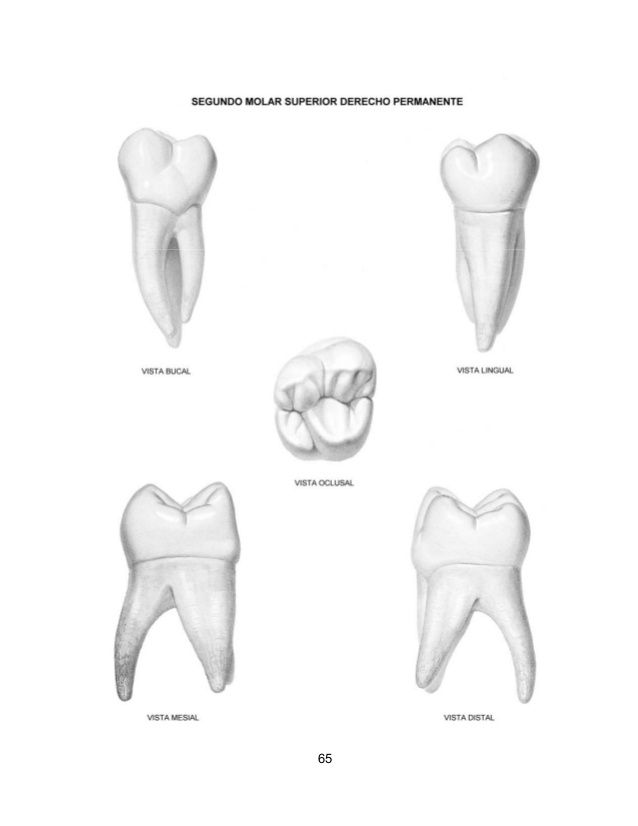 Рисунки анатомии зубов