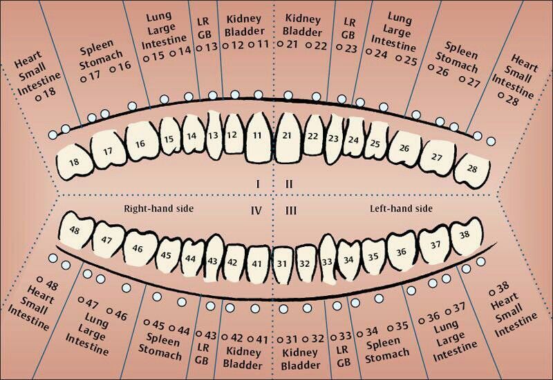 Схема нумерации зубов в стоматологии
