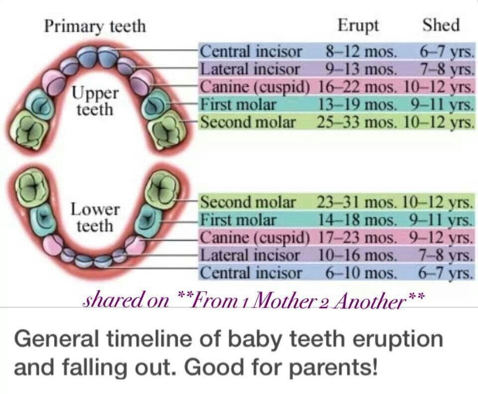 Коренные зубы у детей симптомы. Сроки прорезывания зубов. Формула молочных зубов (dentes decidui):. Molars какие зубы.