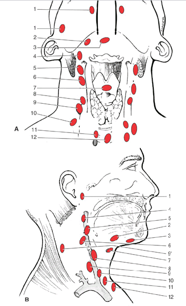 Лимфоузлы на шее где находятся схема