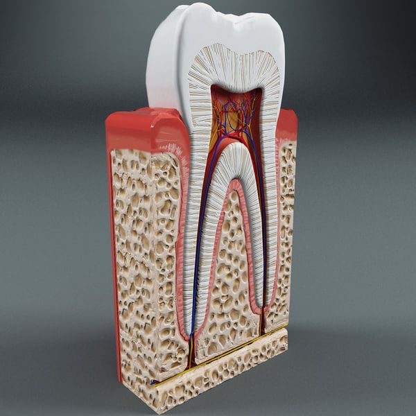 Tooth anatomy. 3д зубы анатомия. Зуб 3д модель. Зуб 3д.