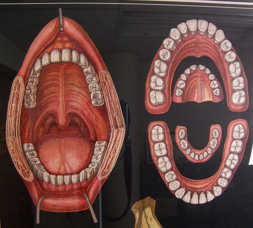 Зубы внутри рта. Анатомический ряд зубов.