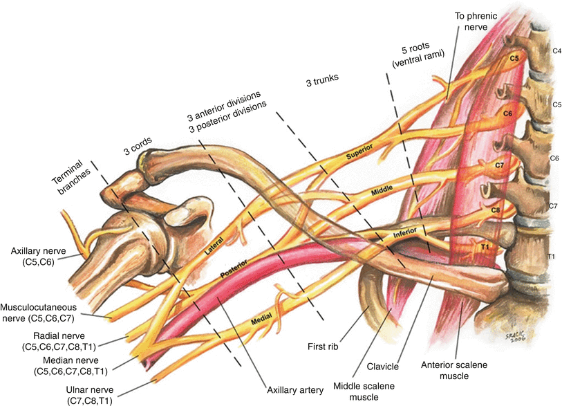 Сплетения анатомия. Plexus brachialis. Плечевое нервное сплетение анатомия. Плексус брахиалис анатомия. Длинный грудной нерв анатомия.