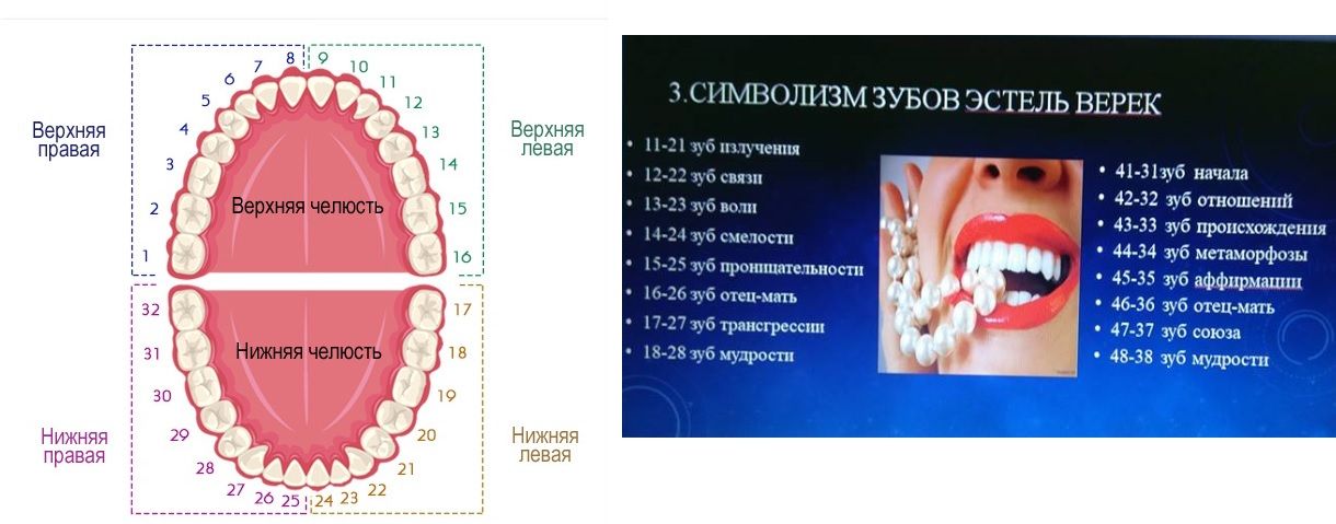 Граундед карта зубов