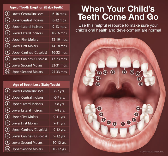 Коренные зубы у детей. Первый моляр зуб у ребенка. Прорезание коренных зубов.