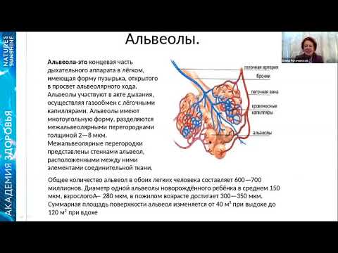 Функции легочных пузырьков. Лёгочная альвеола. Альвеолы легких. Функции альвеол. Функция альвеол легких.