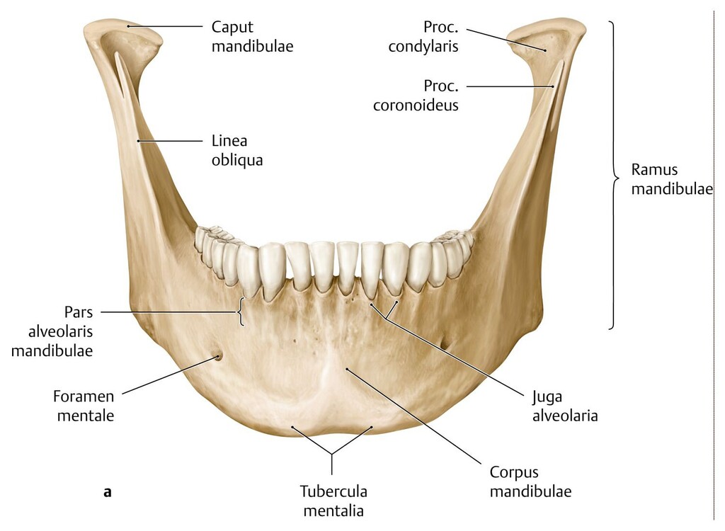 Нижняя челюсть на латыни. Mandibula анатомия. Анатомия os mandibula. Foramen mandibulae анатомия. Мандибула максиля.