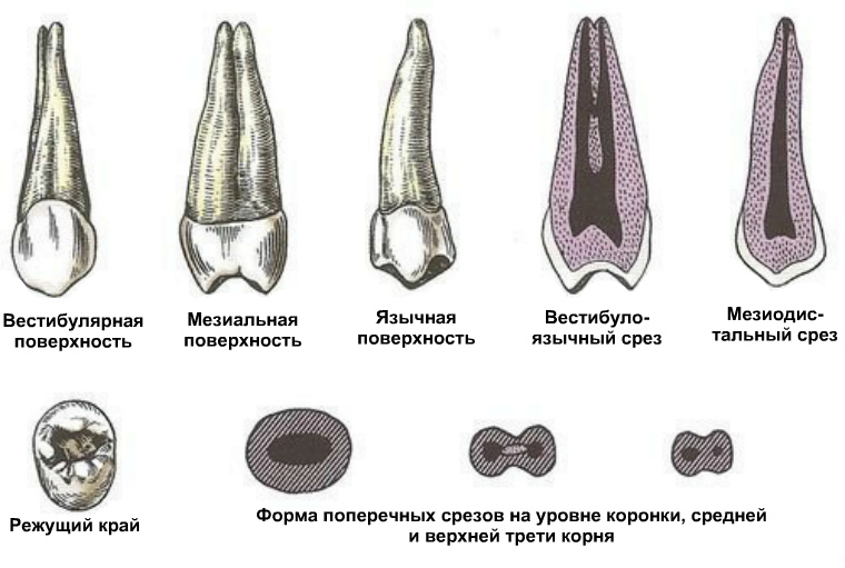 Первый верхний 2. Зуб 1 премоляр верхней челюсти. 2 Премоляр верхней челюсти анатомия. Второй верхний премоляр верхней челюсти. Второй верхний премоляр анатомиясы.
