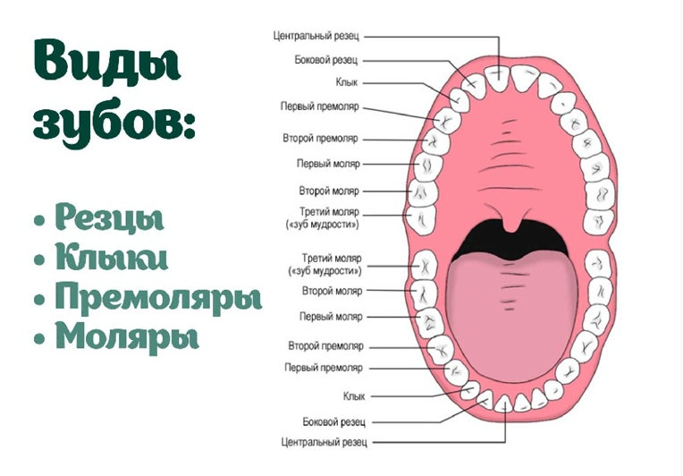 Названия зубов схема