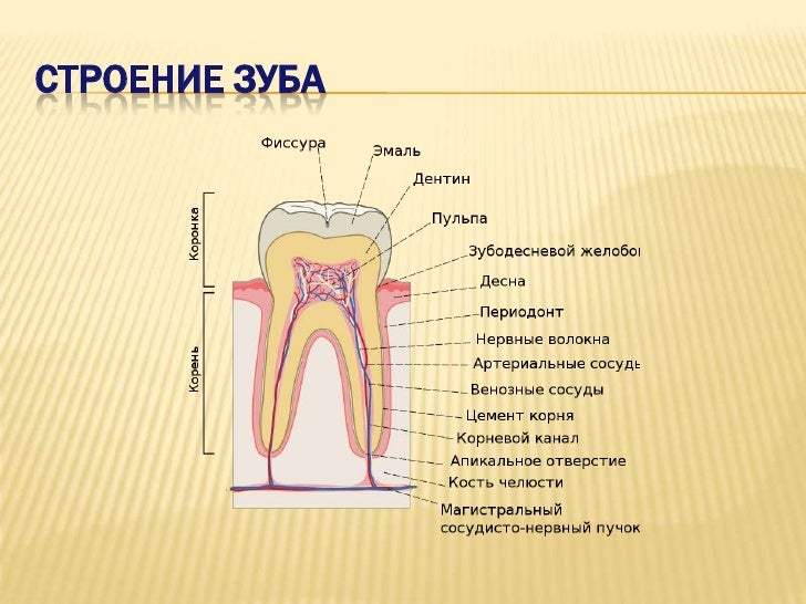 Схема строения зуба рисунок