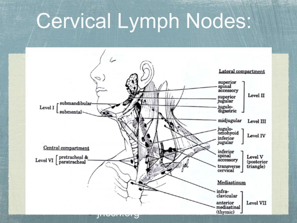 Лимфоузлы на подбородке схема