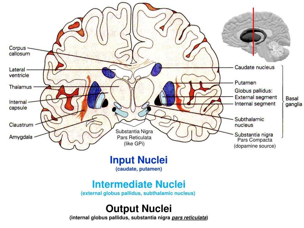 Слюноотделение какой отдел мозга. Substantia nigra и эпифиз. Putamen базальные ядра. A. Claustrum and putamen. Путамен мозга это.