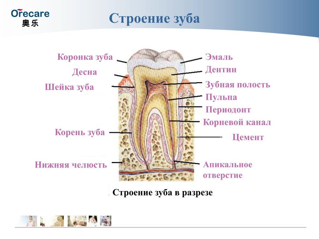 Где находится нерв в зубе картинка