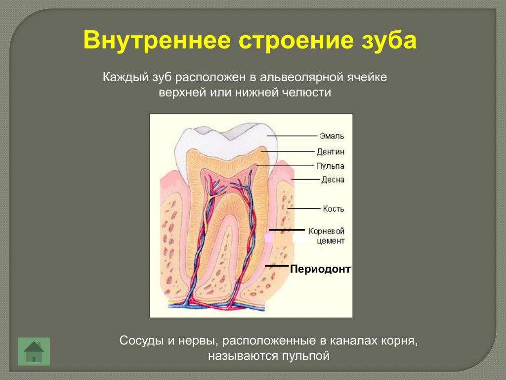 Строение зуба фото