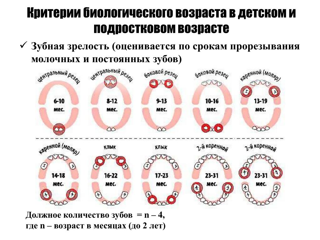 Замена зубов у детей сроки и схема