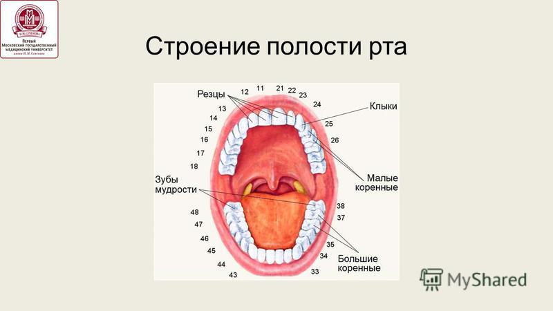 Строение ротовой полости человека схема